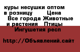 куры несушки.оптом 170 в розницу 200 › Цена ­ 200 - Все города Животные и растения » Птицы   . Ингушетия респ.